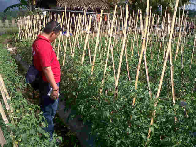 ASC Lgi Ngontrol Sample Tomat Tomas Di Pak Ede Cigunung.