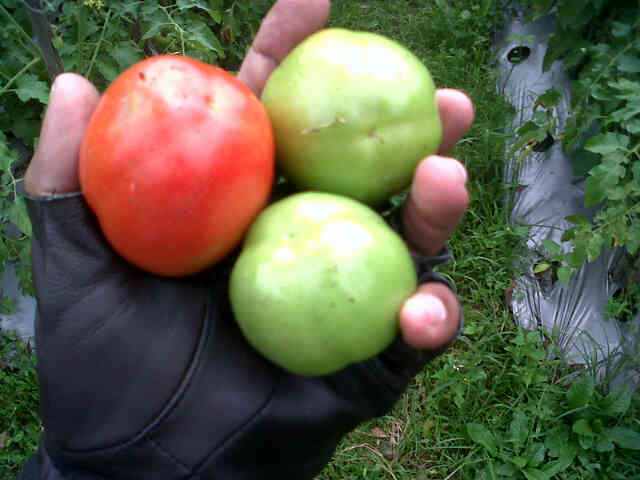 Buah Tomas 2