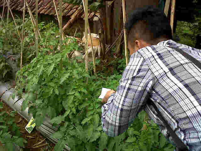 Pengamatan Tomas Di H. Gani