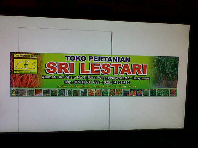 Banner Sri Lestari , Behgron Kanan Tanaman Ck Kiyo , Kiri Buah Kiyo Merah,