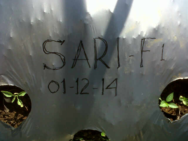 1 Ha Sari, Di Sela Kopi Umur 9 Hst