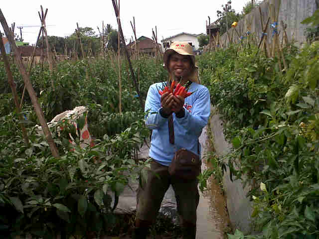 Aang Lagi Panen Cabe Sari F1,siap Untuk Display Acara Di Garut.