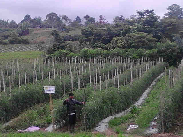 Asp Sariono Dg Bangga Berpose Dilahan Demplot Yasmin 6000 Btng Di Desa Purba Dolok Simalungun. Siap Utk Ekspose Acara Besar Di Bln Desember Ini