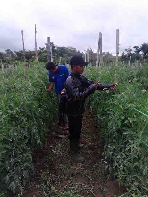 ASP Sariono Sedang Mengamati Yasmin F1 Di Desa Purba Dolok Simalungun