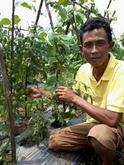 Ayunda Tumpang Sari Di Dsa Gading Rejo...