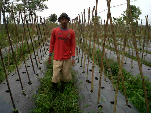 Cabe Sari F1 4 Hst Di Kebun Kang Asep Cipeureu.