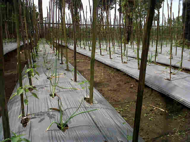 Cabe Sari F1 3000 Phn Di Kebun P Ace Malaganti Fase Fegetatif.