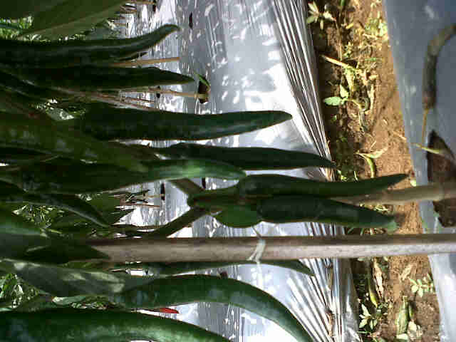 Cabe Sari F1 Di Ciamis.