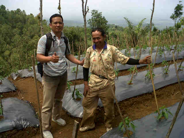 Cabe Sari F1 Fase Fegetatif Di Kebun P Koko Gn Bangka.