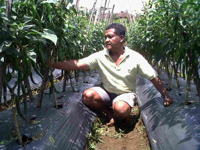 Cabe Sari F1 Fase Generatif Di Kang Dede Cimari Ciamis.