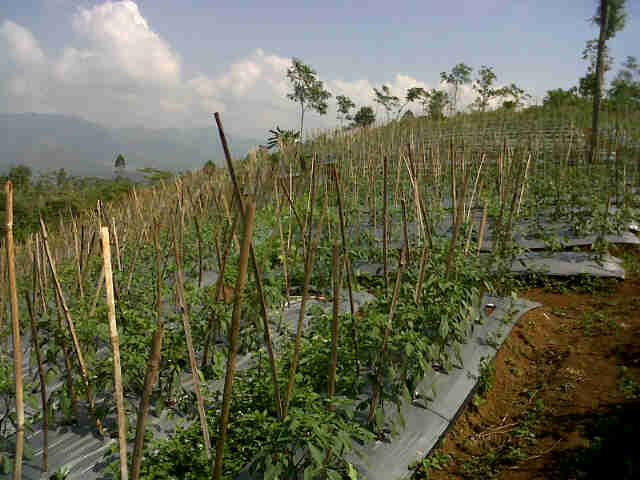 Cabe Sari F1 Fase Generatif Di Singajaya,15.000 Phn.