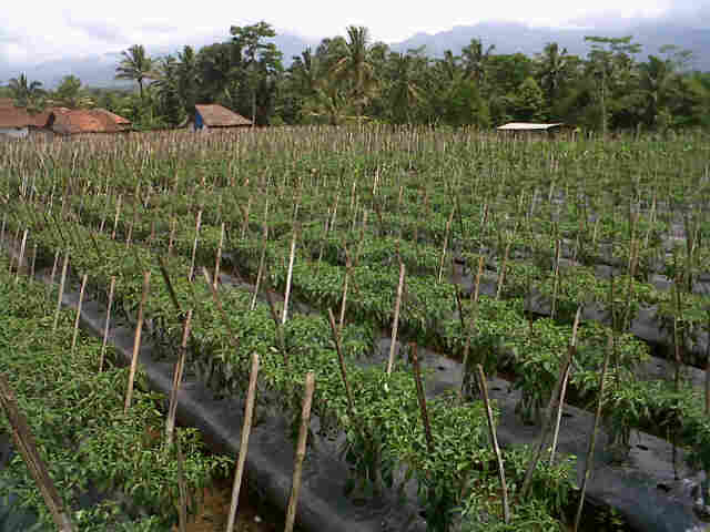 Cabe Sari F1 Fase Generatif Di Sukahaji Cihaurbeuti.
