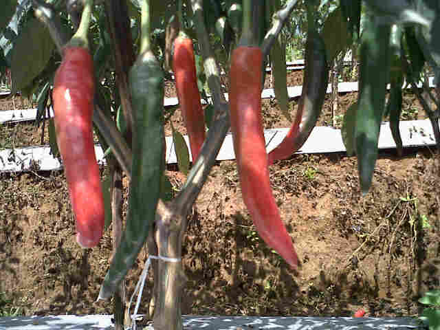 Cabe Sari F1 Masih Bisa Dipanen Merah,sudah 15 X Petik,di Pasangrahan   Taraju.