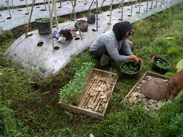 Cabe Sari F1 Mau Dipindah Tanam Ke Lahan Di Cijuhung.