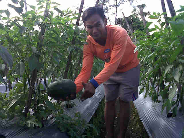Cabe Sari F1 Tumpang Sari Dengan Jamanis Di Sukamaju Oke Juga.