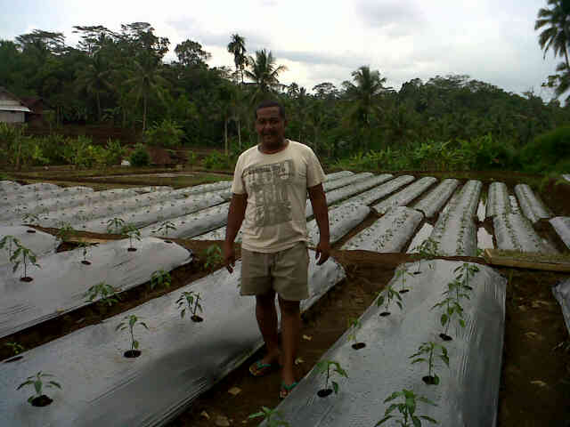 Cabe Sari F1 Umur 15 Hst,di Pak Dede Cimari Ciamis.