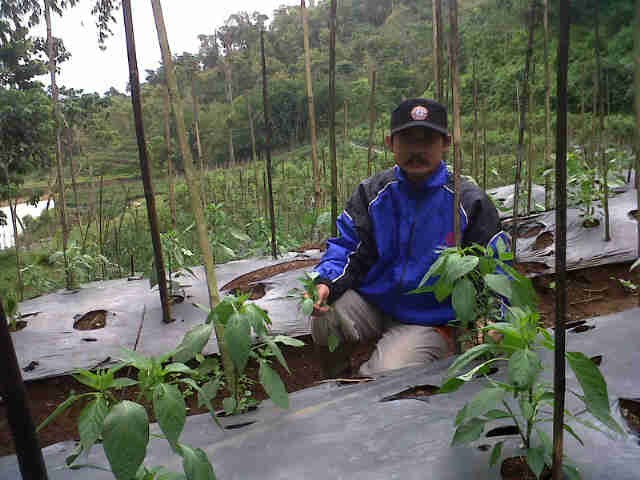 Cabe Sari F1,di Panjalu Fase Fegetatif,pemilik Pak Jeje.
