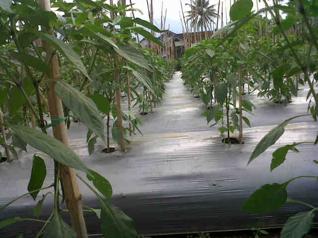 Cabe Sari F1,p Oman Jareged,umur Satu Bulan Tanaman Sehat Dan Tinggi.