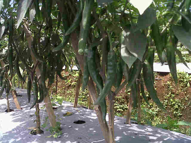 Cabe Sari F1,rencana Mau Dipanen Hijau Di Taraju.