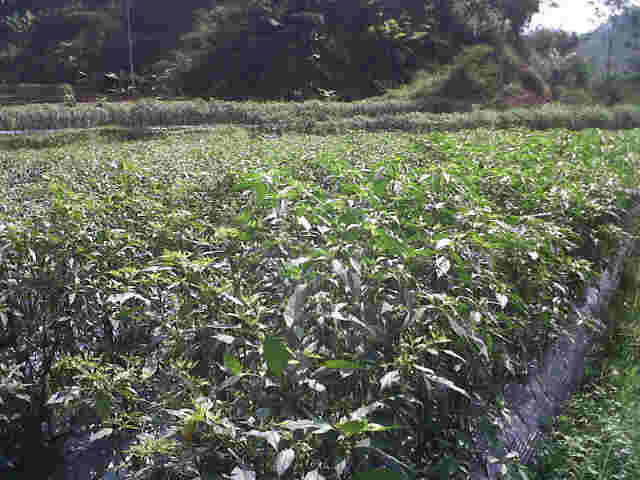 CK MB 333 F1 Di Kebun P Wangsa Sariwangi,fase Generatif.