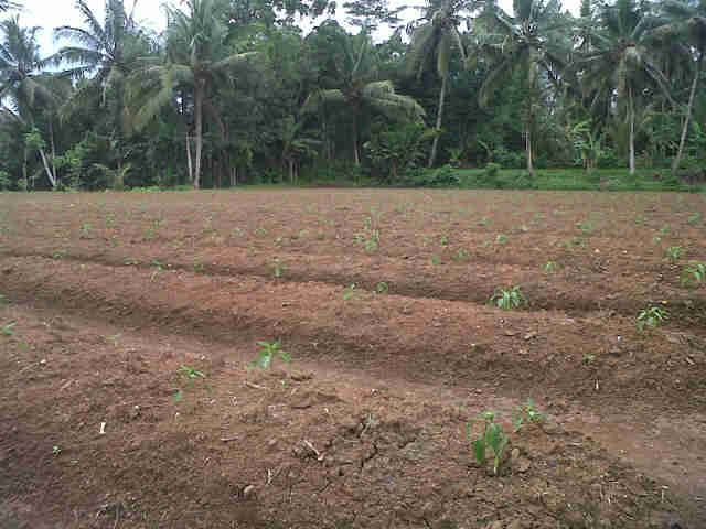 Hamparan Cabe Sari Di Pak Guru Amin,jiput,umur 25 Hst, Tanam 6 Pac.