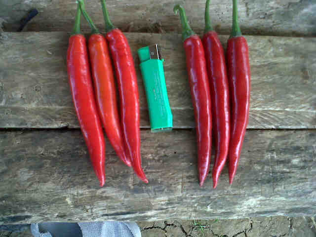 Jet Set Vs Sari,warna Buah Sari Lebih Merah,panjang Buah Mayoritas Sari Lebih Panjang,bobot Lebih Berat,besarnya Seimbang,hanya Buah Atas Sari Menang Dibesarnya.