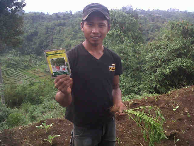 Kag Aep Cisonari Nyoba Tanam Sari (ciwidey)