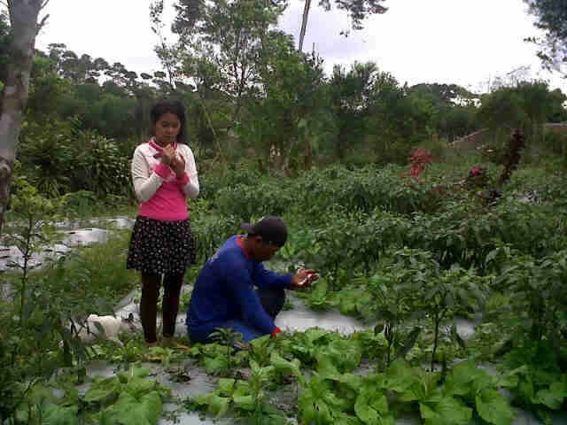 Kang Karna Sm Istri Nunjukin Kebun Sari Yg Banyak Dimakan Siput