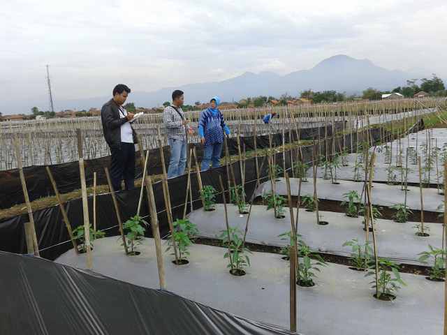 Kunjungan Dari Direktorat Jendral Hortikultura Melihat Trial Ayunda Dan Sari