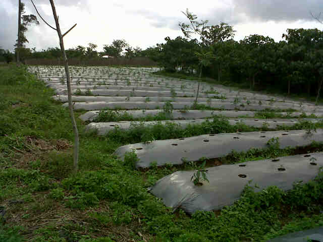 Lahan Berdampingan Yasmin, Madun N Sari F1 @ Diatas 10000 Phn