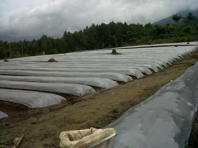 Lahan Buat Cabe Sari F1 Di Malaganti,kebun Kang Jajang.