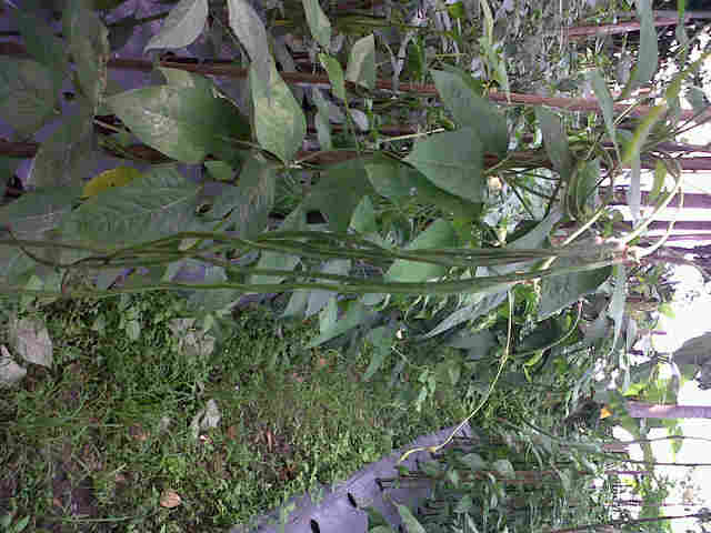 Lahan Ck Fatir Tumpang Sari Rawit Madun N Kcp Jliteng.. ( Campursari ) , Mantaap