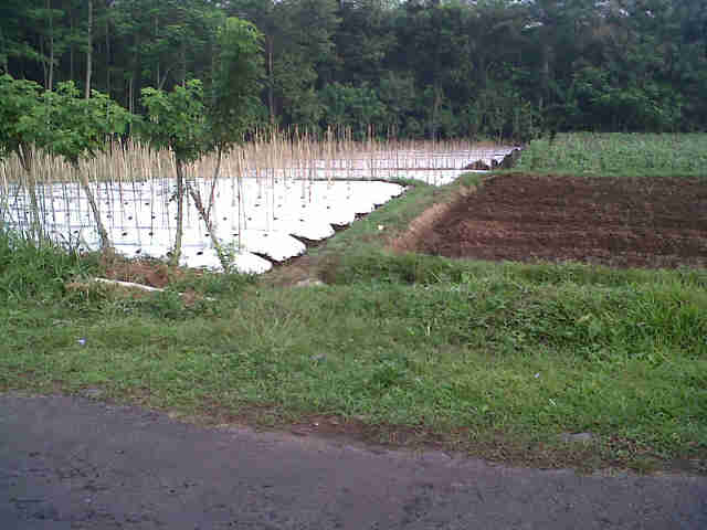 Lahan Dimas F1 Sebelahan Dg Sari F1, Komp Omega N Tropika (bisi)
