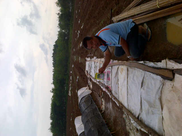 Lahan Sari F 1,vs Filar F1,darmais F1,usia Semai 5 Hari Kang Toik Petani Asal Sukabumi Dilahan 2 Ha Mudah Mudahan Jadi Pondasi Mbyg Kuat Kedepan Nya....