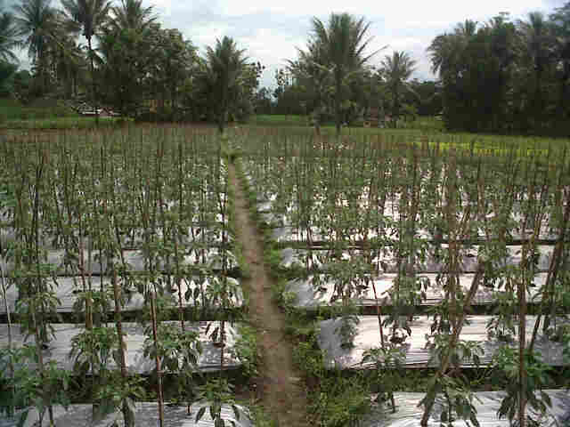 Lahan Sari F1 Di Gondang Legi Malang