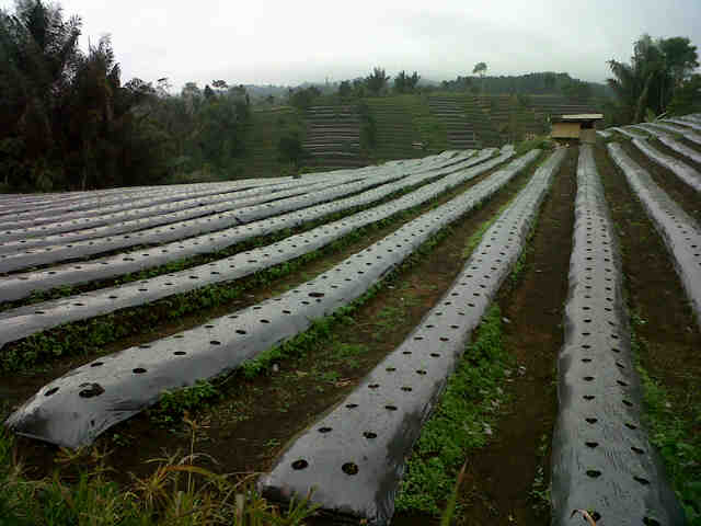 Lahan Sari.F1 Usia 10 Hst