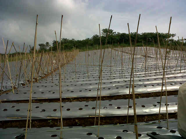 Lahan Tuk Sari