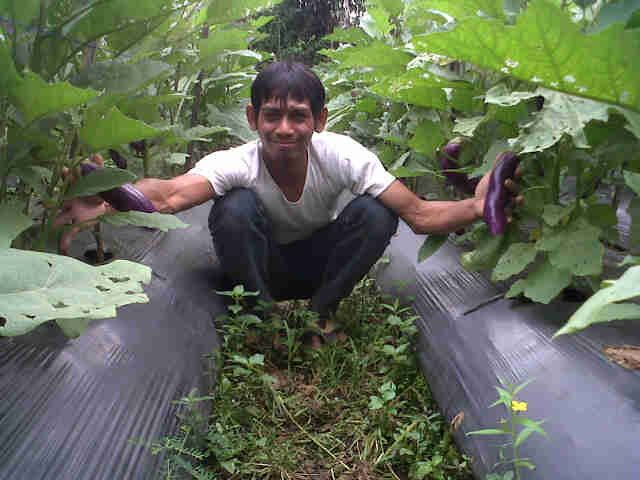 Bergaya Di Kebun Panjalu F1.