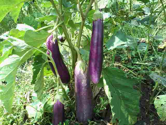 Buah Panjalu..