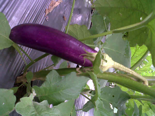Buah Pertama Panjalu F1.