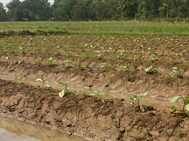 Lahan Panjalu F1 Umur 20 Hst Di Sembang