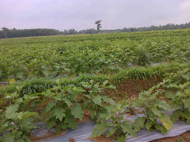 P.giono ,panjalu Ds Wono Giri