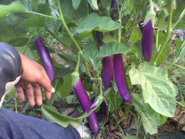 Panjalu 22 X Panen