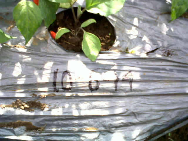 Panjalu Di Kebun Pak Mulyana