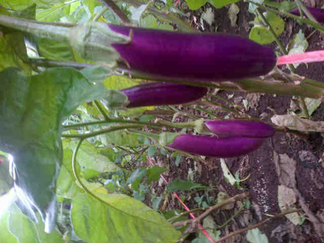 Panjalu F1 ,9 X Psnen Sukaresmi,Garut