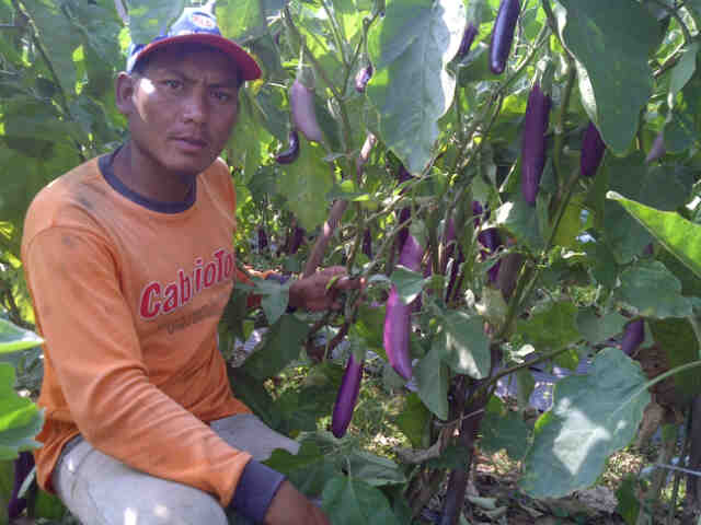 PANJALU F1 23 Panen Petani Bah Ondi Cibodas