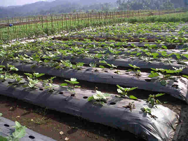 Panjalu F1 Fase Fegetativ Di Kebun P Nana Sindang Kasih.