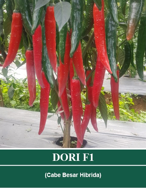 Benih DORI F1 Mutiara Bumi