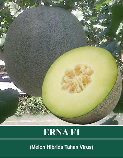 Benih ERNA F1 Mutiara Bumi