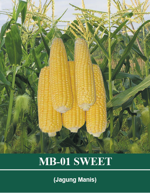 Benih MB 01 SWEET Mutiara Bumi